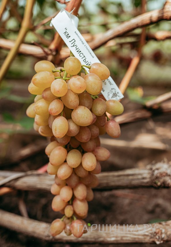 Виноград Кишмиш Лучистый