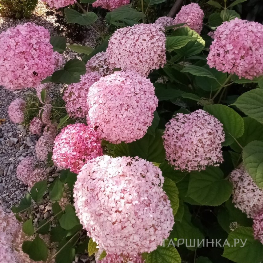Гортензия Пинк Анабель древовидная