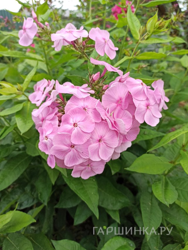 Флокс Катенька-Катюша