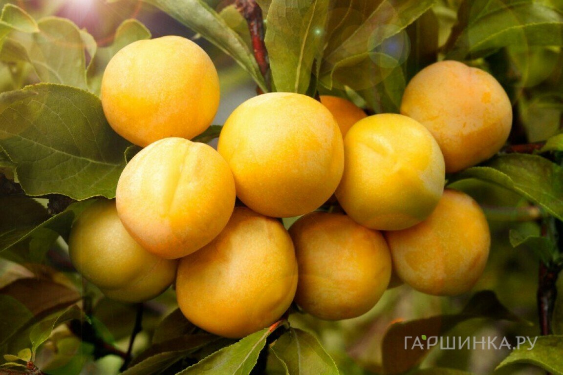 Слива Светлячок домашняя