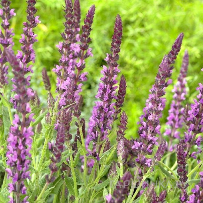 Шалфей (сальвия) Пинк Бьюти