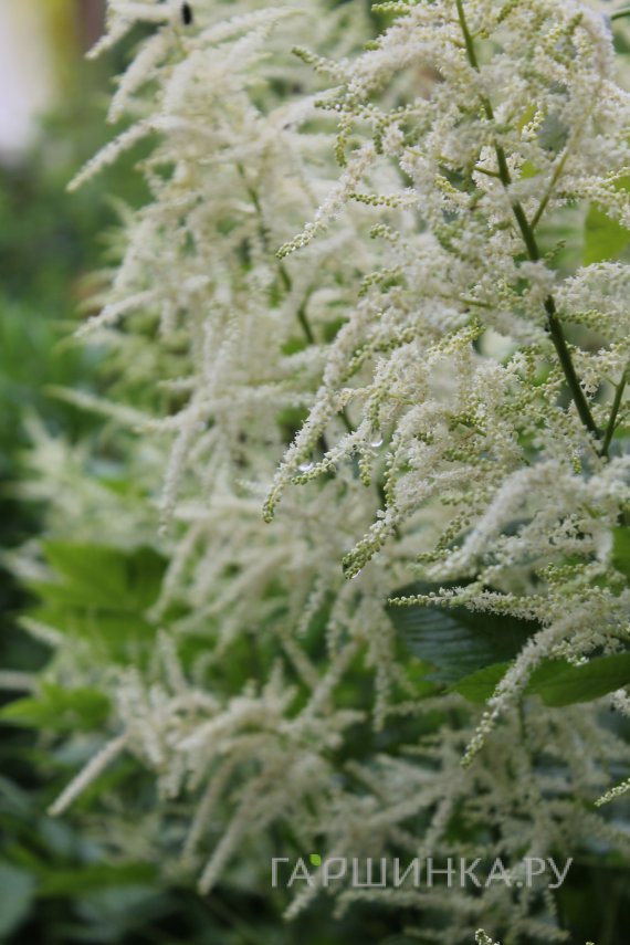 Волжанка двудомная