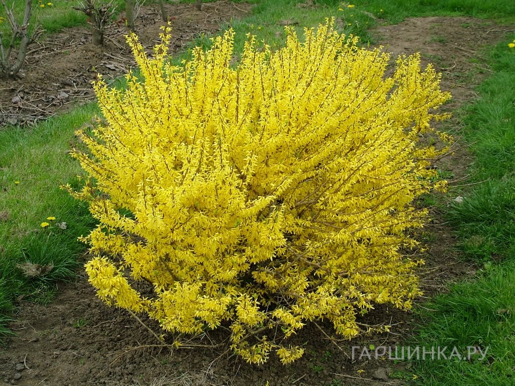 Форзиция Миниголд