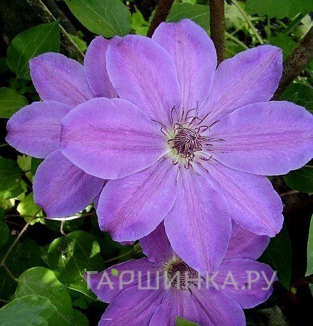 Клематис Балтык крупноцветковый (2)