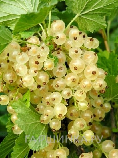 Смородина Версальская белая