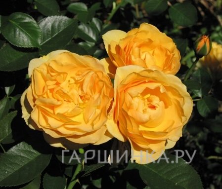 Роза Джулия Чайлд флорибунда, Викс (лиц)