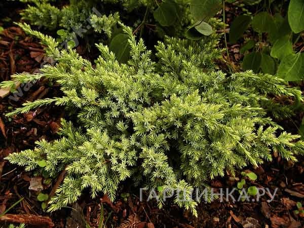 Можжевельник чешуйчатый Дрим Джой