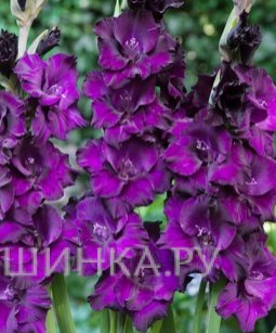 Гладиолус Блэк Вельвет 5шт.