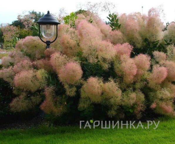 Скумпия Янг леди