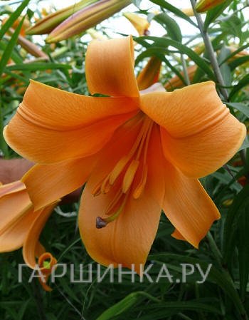 Лилия Африкан Квин трубчатая