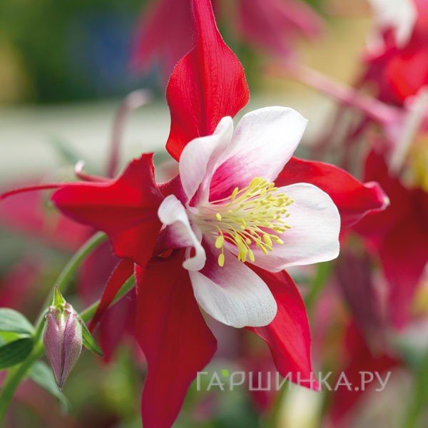 Аквилегия Swan Red + White