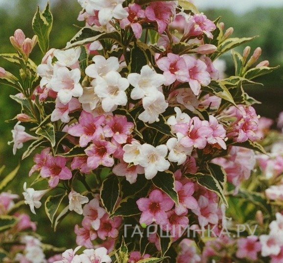 Вейгела цветущая Сюзанна