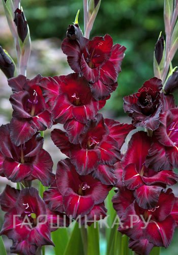 Гладиолус Блек Сюрпрайз 5 шт