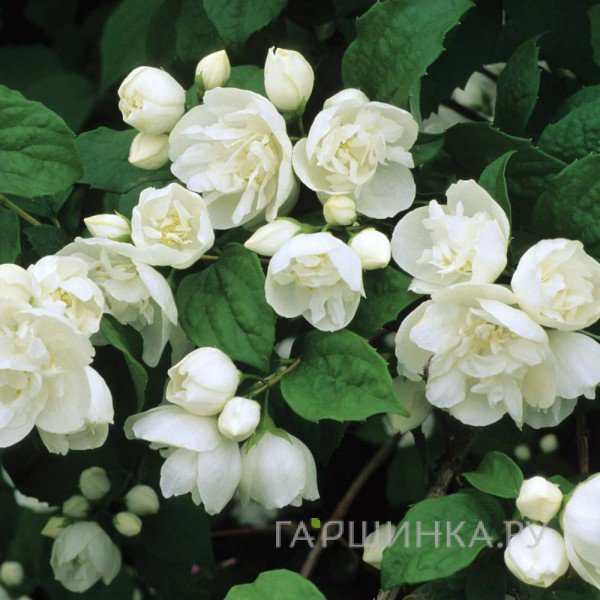 Чубушник виргинский