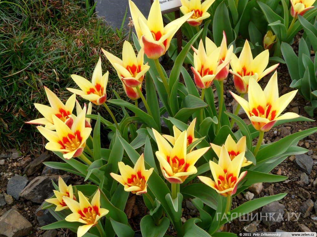 Тюльпан Корона Кауфмана 5 шт.