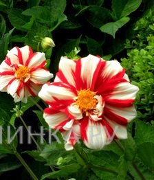 Георгина Файр энд Айс бордюрная