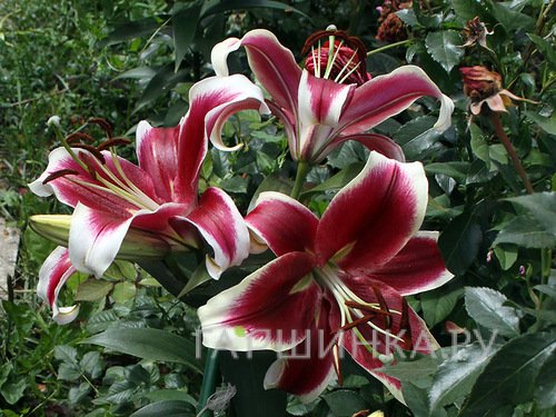 Лилия Флэшпоинт ОТ-гибрид /2шт