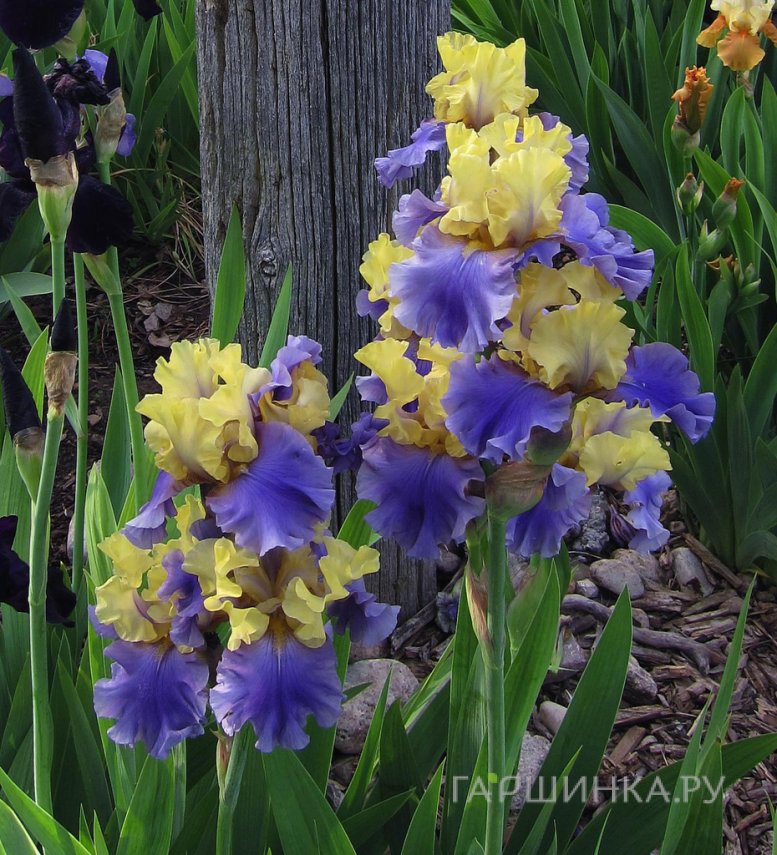 Ирис бородатый Эдит Волфорд