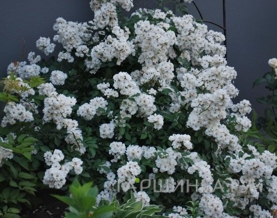 Роза Гирлянд де Амур мускусная, Ленс (лиц)