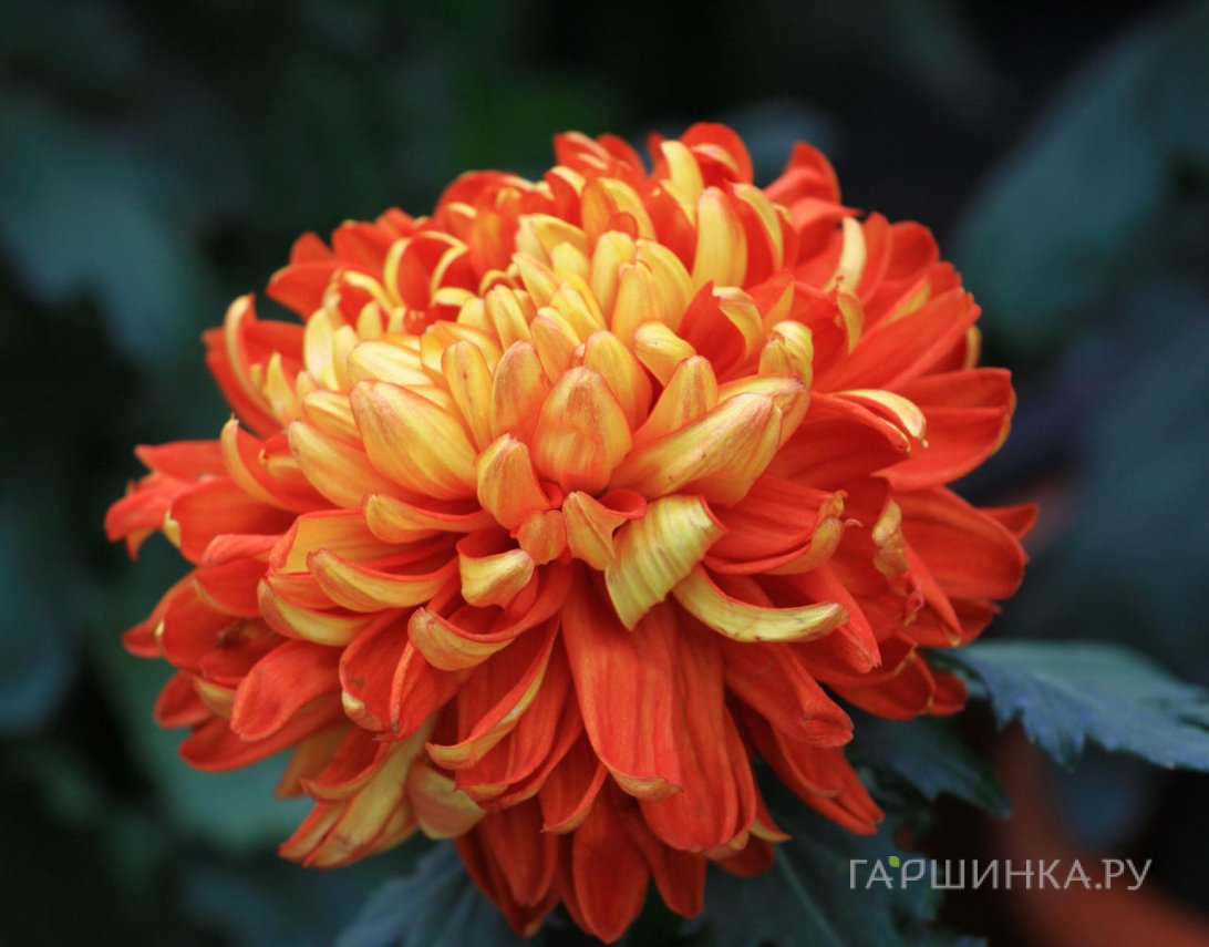 Хризантема Ханенбург