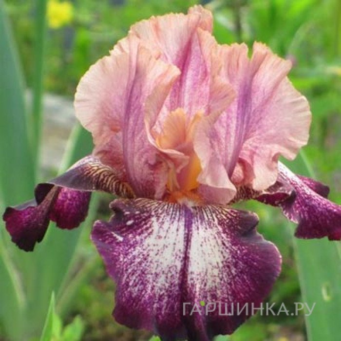 Ирис бородатый Карнивал Сонг