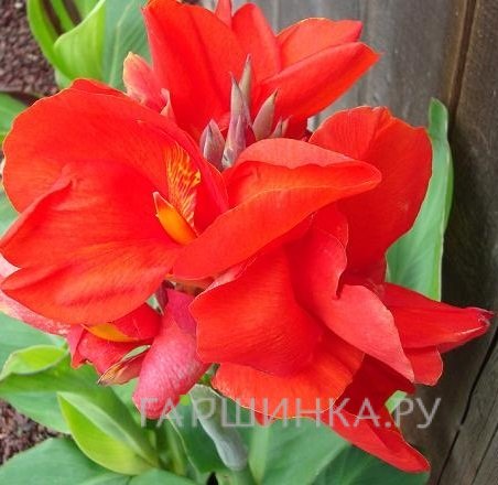 Канна Бриллиант