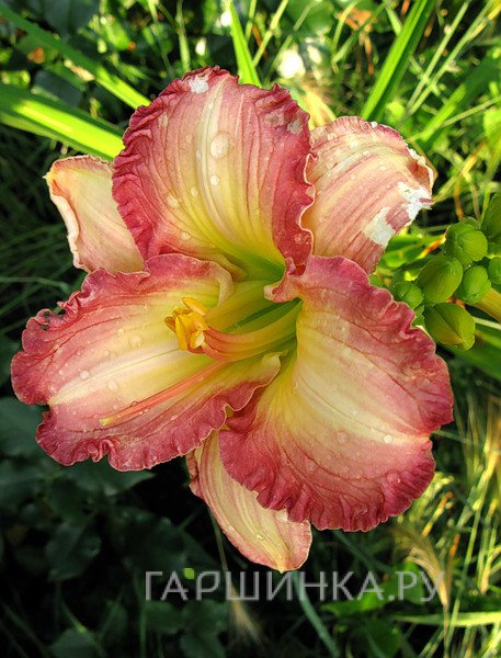 Лилейник Биг Смайл