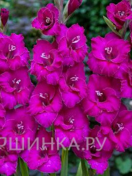 Гладиолус Мануэла 5 шт.