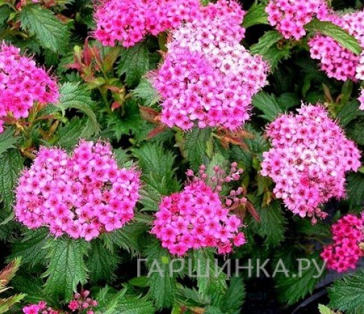 Спирея Криспа