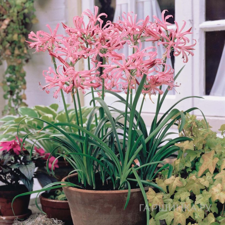 Нерине Боудени розовая