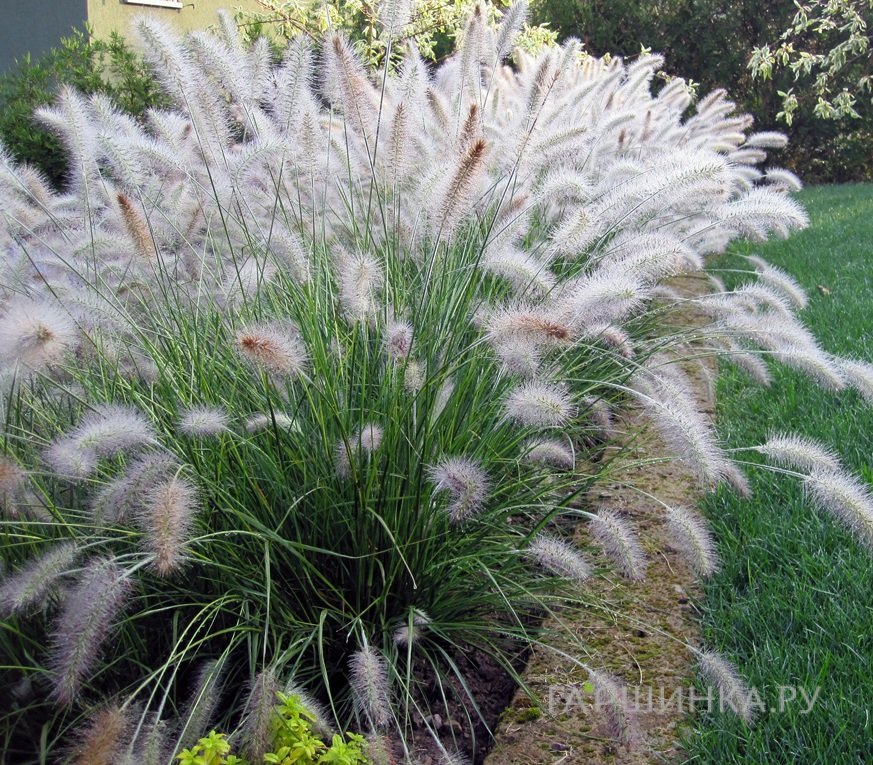 Пеннисетум Хамельн