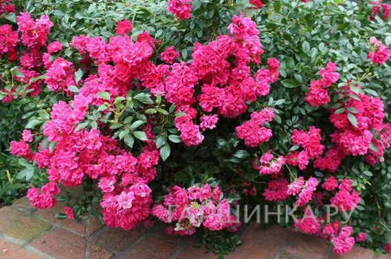 Роза Пинк Фейри почвопокровная, Топалович (лиц)