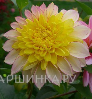 Георгина Полка анемоновидная