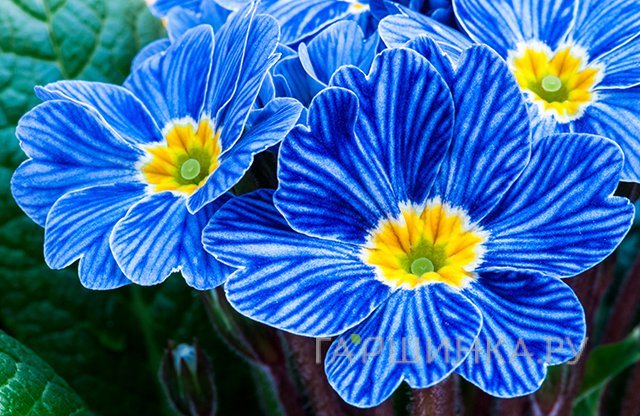 Примула Blue Zebra