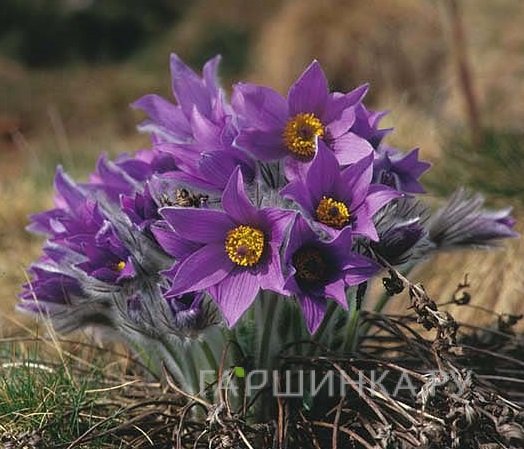 Прострел обыкновенный