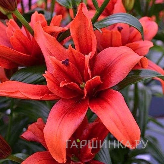 Лилия Ред Твин азиатская махровая