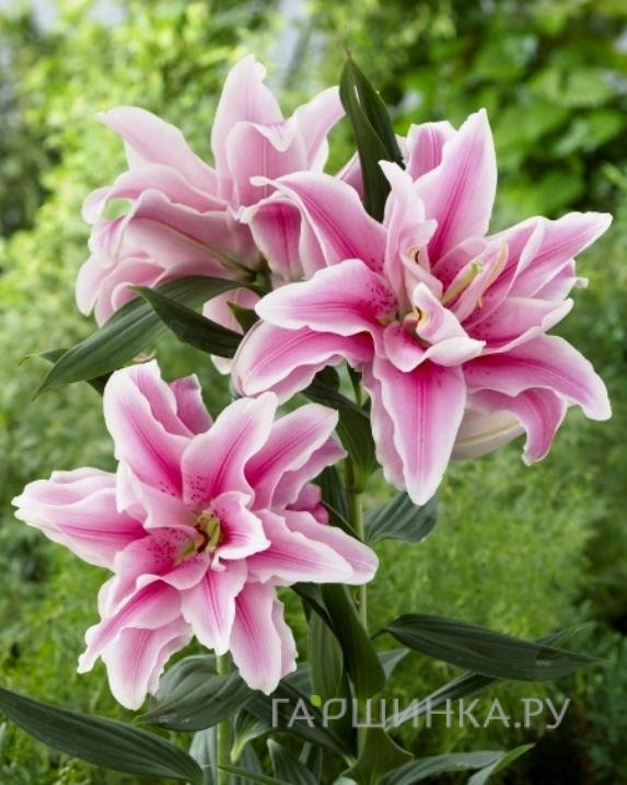 Лилия Роузлили Белоника восточная махровая/ 2 шт