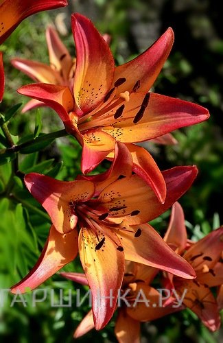 Лилия Роял Сансет ЛА-гибрид/2шт