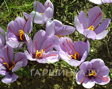 Крокус Сативус 10 шт