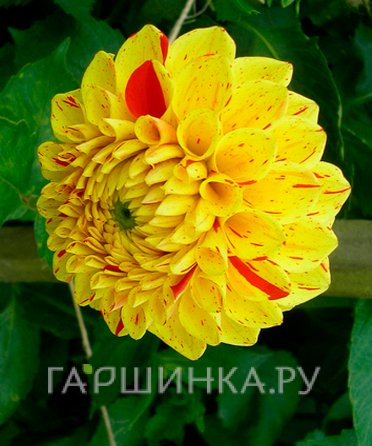 Георгина Фанни Фэйс шаровидная