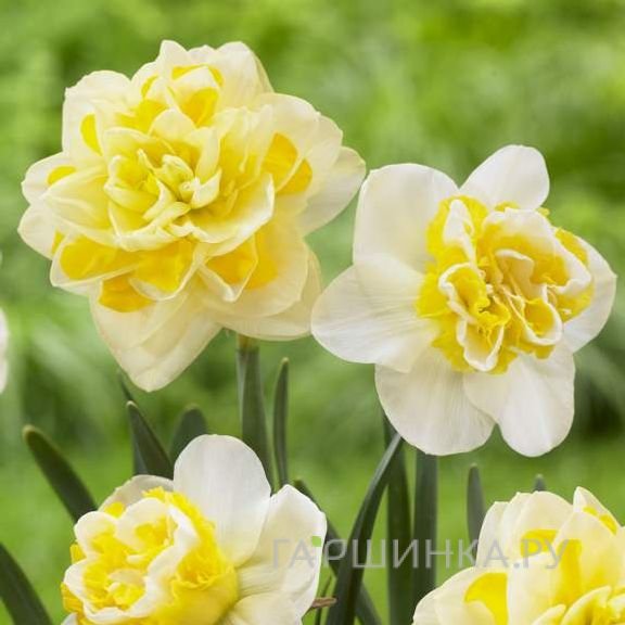 Нарцисс Свит Помпоннет махровый 5шт