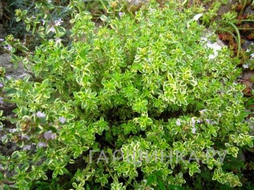 Тимьян Мистик Лемон