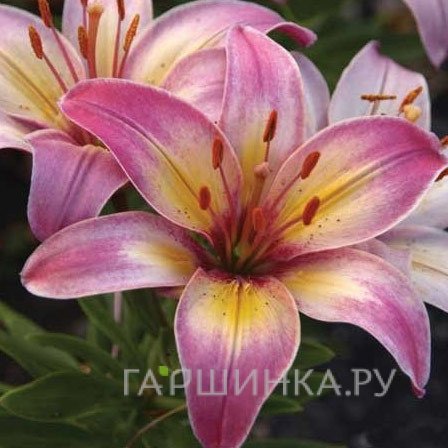 Лилия Тайни Белл азиатская низкорослая/2шт