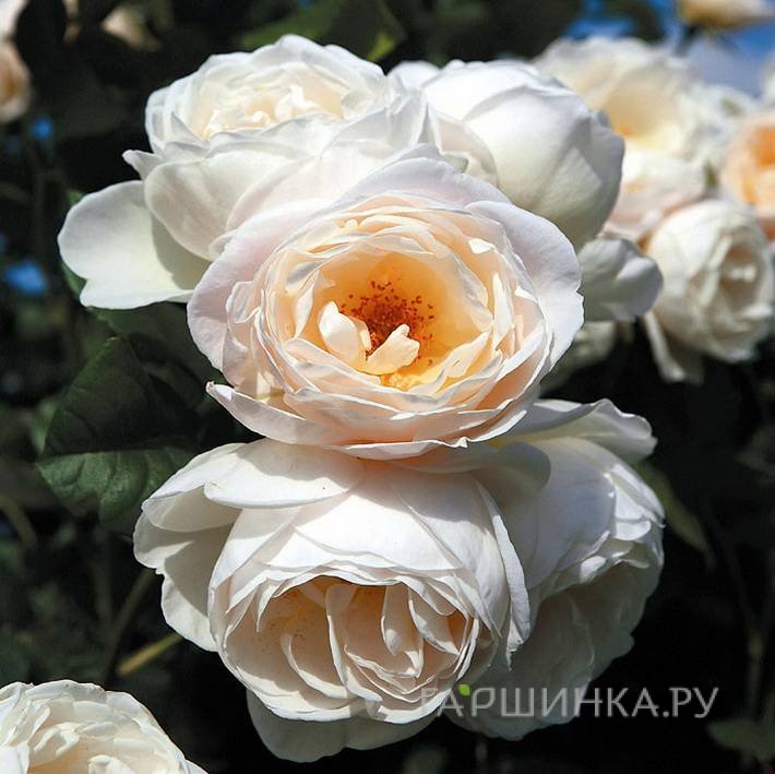 Роза Ютерсен Клостеррозе плетистая, Тантау (лиц)