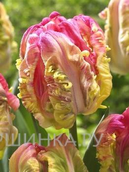 Тюльпан Веберс Пэррот попугайный 5шт