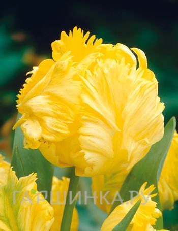 Тюльпан Иоко Пэррот попугайный 5шт