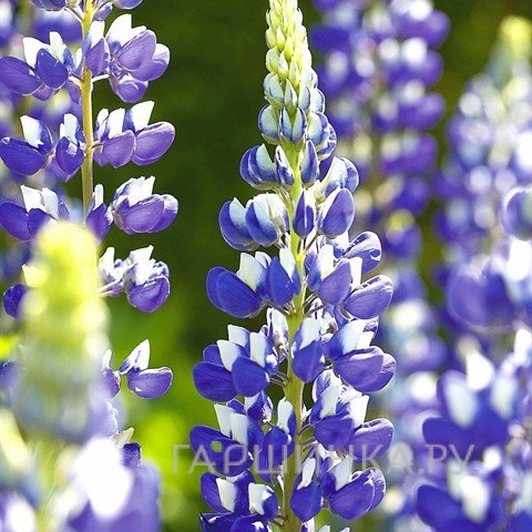 Люпин Говернор