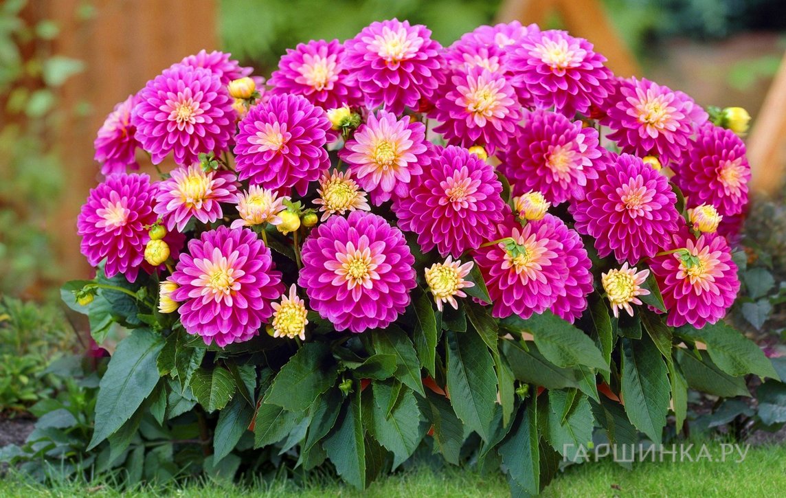 Георгина Геллери Рембрандт бордюрная