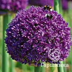 Амбассадор-2