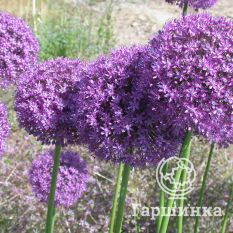 Амбассадор-3